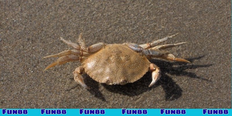 Chiêm bao thấy cua cắn là lành hay dữ