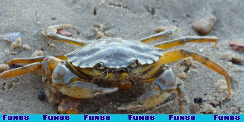 Chiêm bao thấy cua bò vô nhà là sao