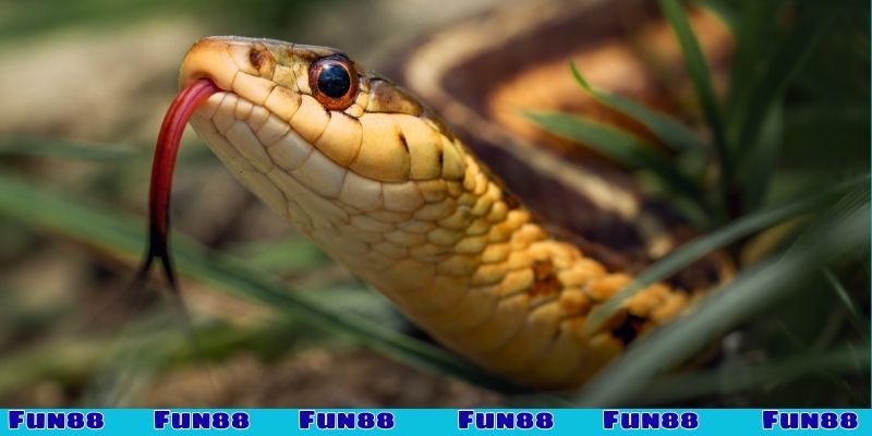 Nằm mơ thấy rắn cho biết điều gì