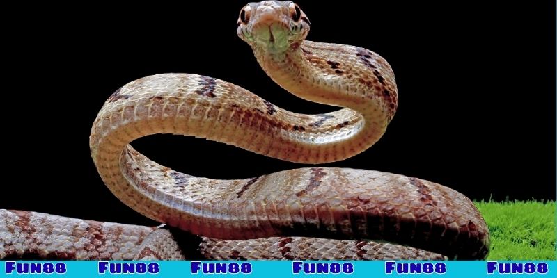 Nằm mơ thấy rắn đánh con gì