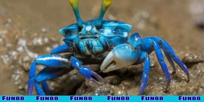 Thấy cua xanh trong mơ cho biết điều gì