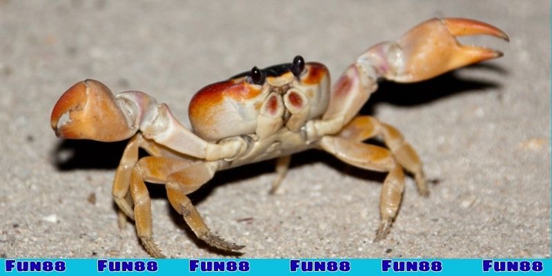 Ý nghĩa khi mơ thấy cua