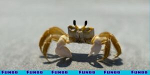 Mơ thấy cua đánh số gì?